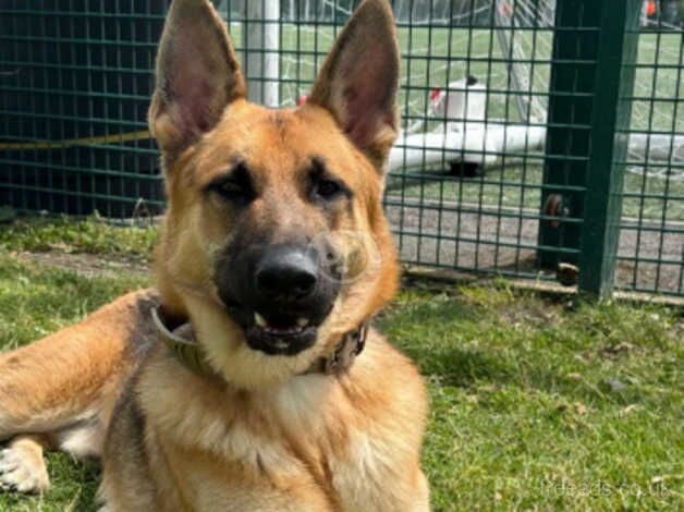 German shepherd x belgian malinois for sale/rehoming for sale in Billericay, Essex