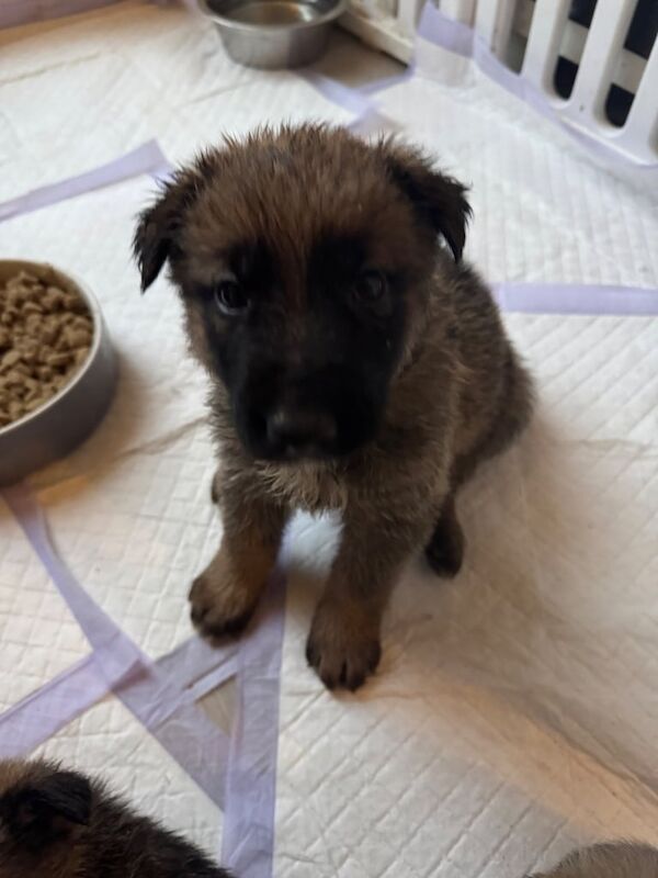 German Shepherd X Belgian Malinois Puppies for sale in Croydon, Greater London