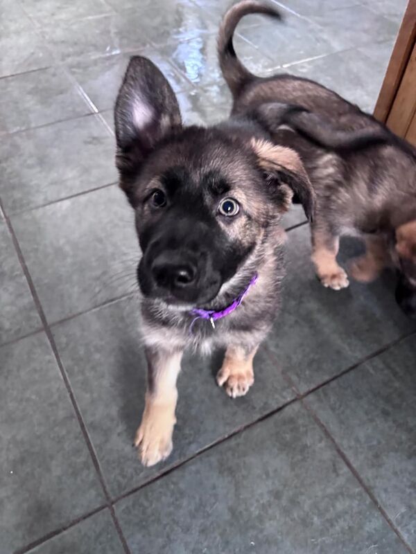 German Shepherd x Belgian Malinois ready now for sale in Coalville, Leicestershire