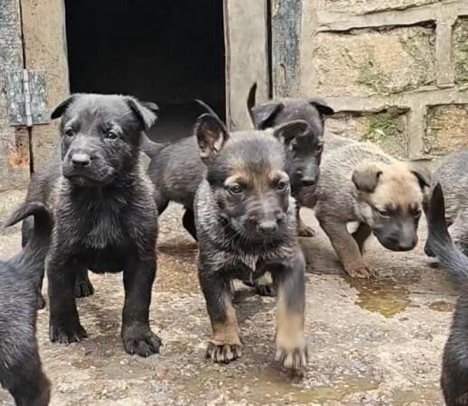 German shepherd x Belgium shepherd puppies for sale in Doncaster, South Yorkshire - Image 1