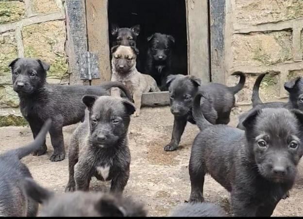 German shepherd x Belgium shepherd puppies for sale in Doncaster, South Yorkshire - Image 3