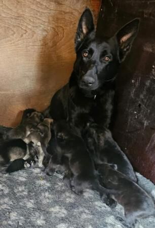 German shepherd x Belgium shepherd puppies for sale in Doncaster, South Yorkshire - Image 4