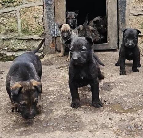 German shepherd x Belgium shepherd puppies for sale in Doncaster, South Yorkshire - Image 5