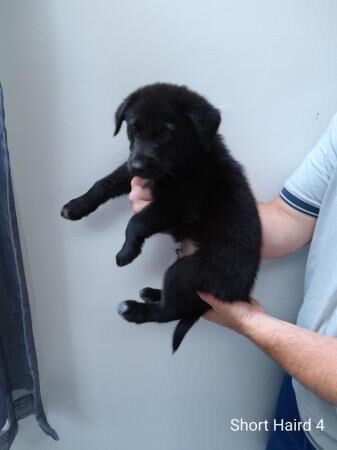 German Shepherd X Border Collie for sale in Norwich, Norfolk - Image 2