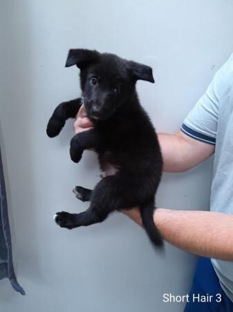 German Shepherd X Border Collie for sale in Norwich, Norfolk - Image 3