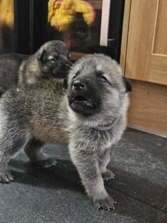 German Shepherd x British Lupine Puppies for sale in Stranraer, Dumfries and Galloway