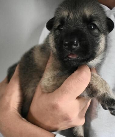 German Shepherd x British Lupine Puppies for sale in Stranraer, Dumfries and Galloway - Image 2