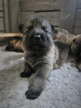 German Shepherd x British Lupine Puppies for sale in Stranraer, Dumfries and Galloway - Image 3