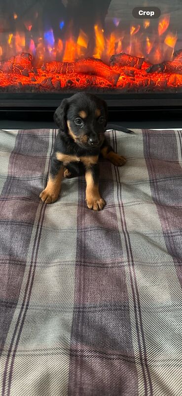 German shepherd x cocker spaniel for sale in Clay Cross, Derbyshire