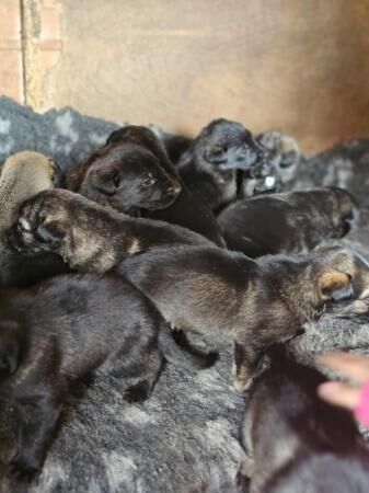 German Shepherd x Dutch Herder puppies for sale in Doncaster, South Yorkshire