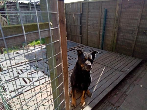 German shepherd X female obedient and clean. for sale in Lincoln, Lincolnshire - Image 1