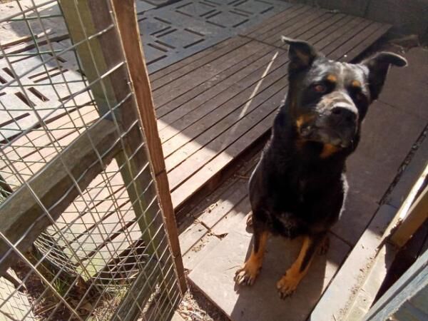 German shepherd X female obedient and clean. for sale in Lincoln, Lincolnshire - Image 2