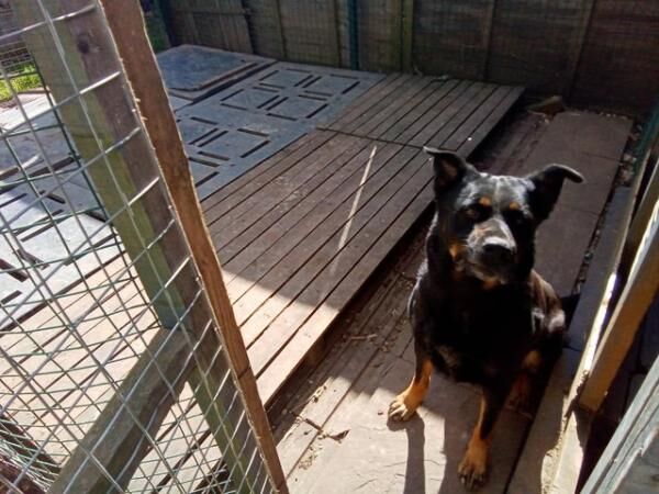 German shepherd X female obedient and clean. for sale in Lincoln, Lincolnshire - Image 3