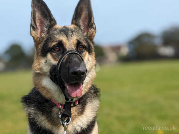 German shepherd X husky (Charlie) for sale in Great Yarmouth, Norfolk