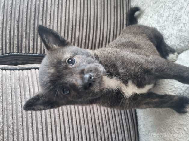 German shepherd x husky puppy for sale in Bristol, Bristol