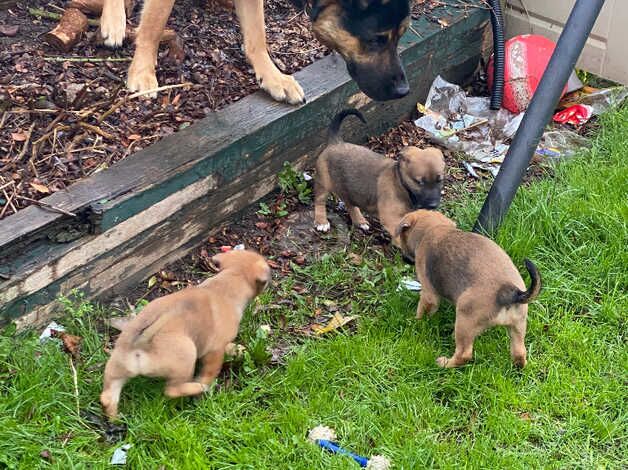 German Shepherd Puppies for sale in Greater London