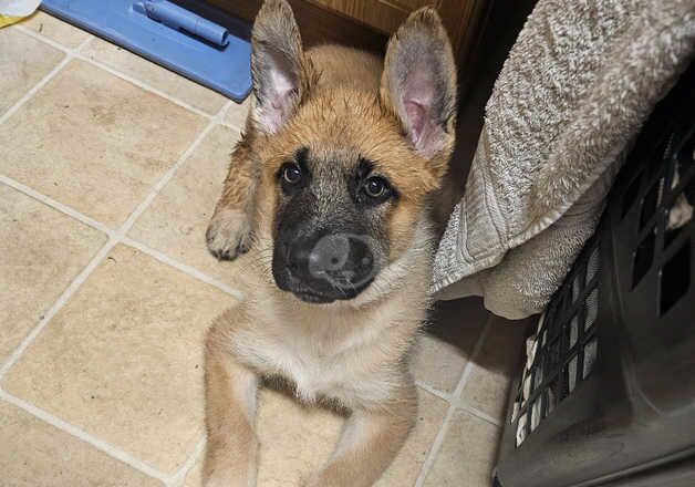 German Shepherd Puppies for sale in West Yorkshire