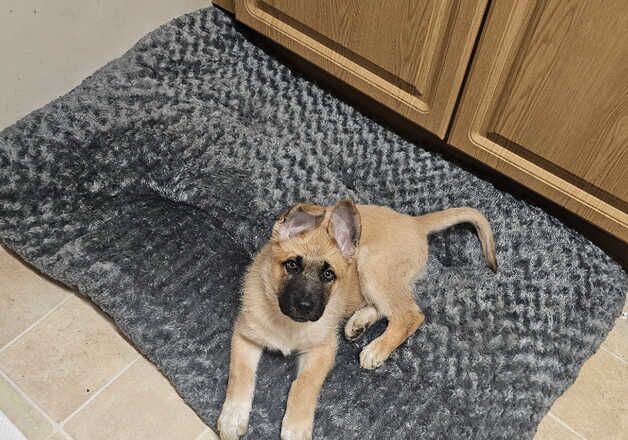 German Shepherd Puppies for sale