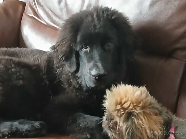 German shepherd x Newfoundland for sale in St. Helens, Merseyside - Image 1