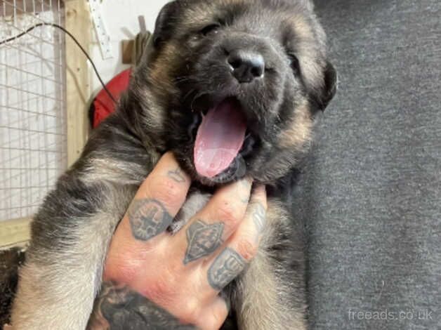 German shepherd x puppies for sale in Nottingham, Nottinghamshire