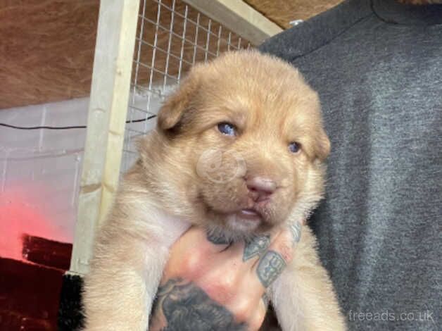 German shepherd x puppies for sale in Nottingham, Nottinghamshire - Image 2