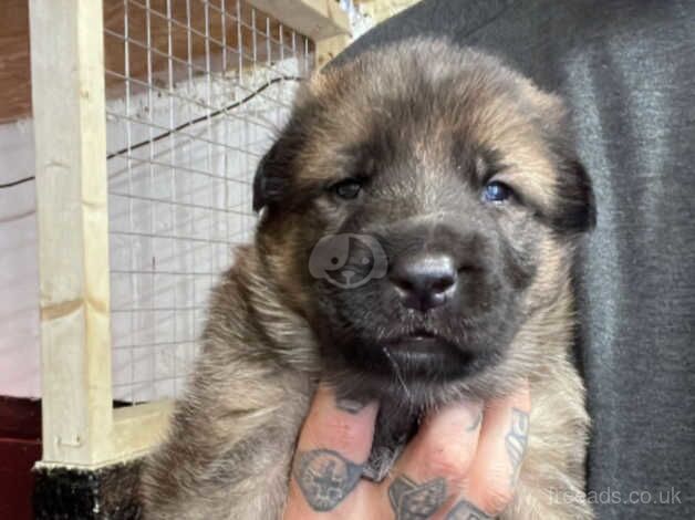 German shepherd x puppies for sale in Nottingham, Nottinghamshire - Image 3