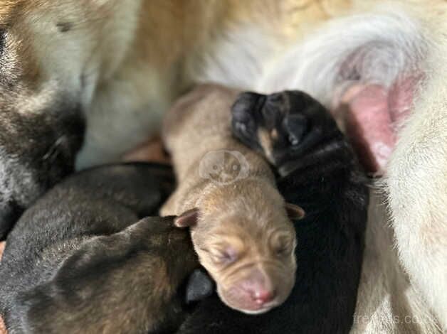 German shepherd x puppies for sale in Nottingham, Nottinghamshire - Image 4