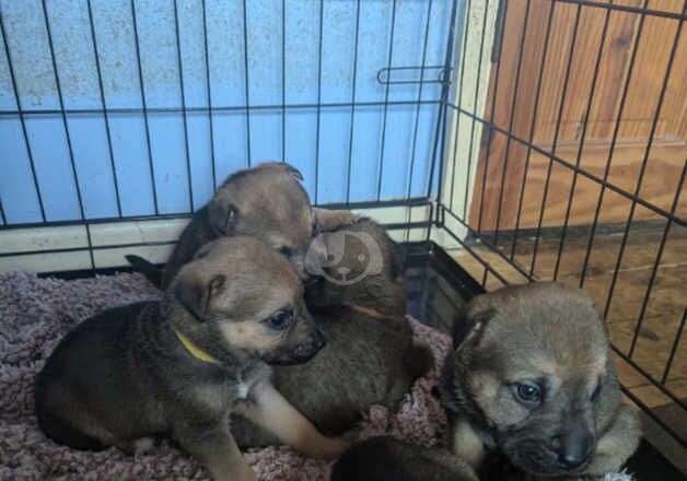 German Shepherds for sale in Yeovil, Somerset