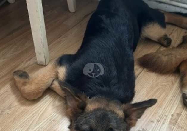 German Shepherd Puppies for sale in Greater London