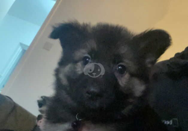 German Shepherds for sale in Middlesbrough, North Yorkshire