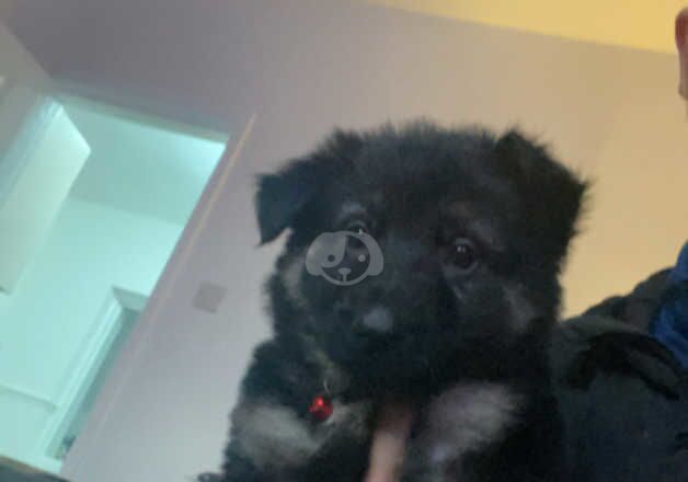 German Shepherd Puppies for sale