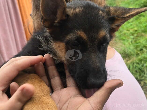 German shepherds for sale in Preston, East Lothian