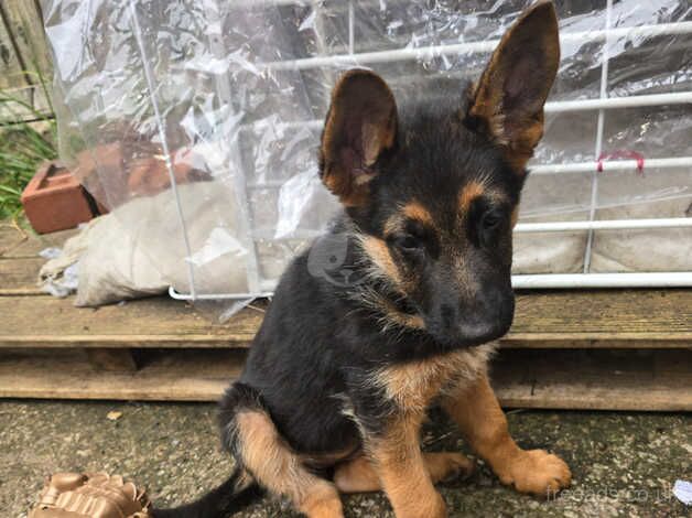 German Shepherds for sale in Preston, East Lothian