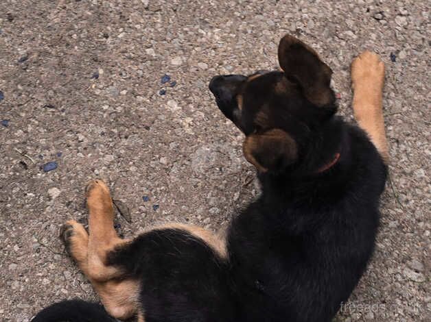 German Shepherd Puppies for sale in East Lothian