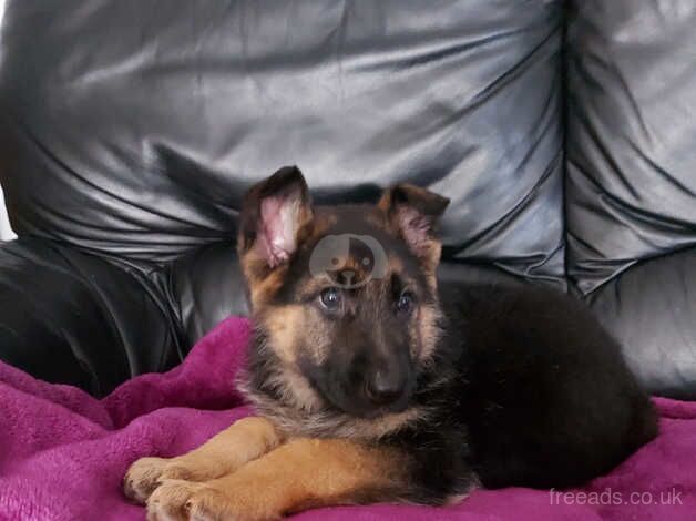 German shepherds for sale in Strabane, Strabane