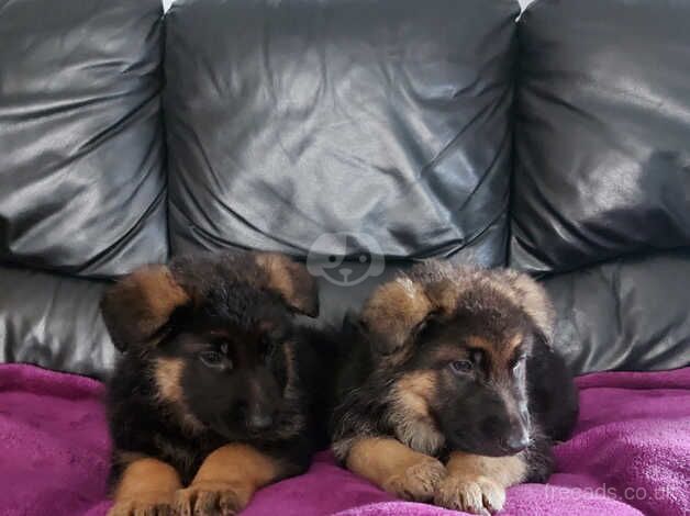 German Shepherd Puppies for sale in Strabane