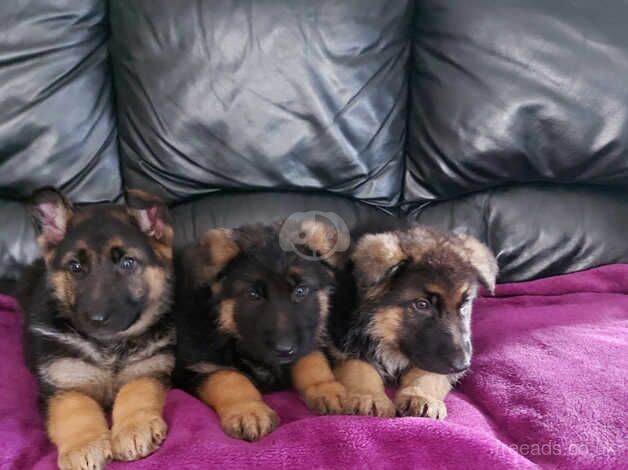 German Shepherd Puppies for sale