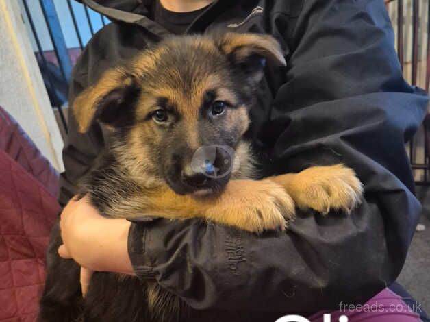 german shepherds looking for new homes. for sale in Exeter, Devon