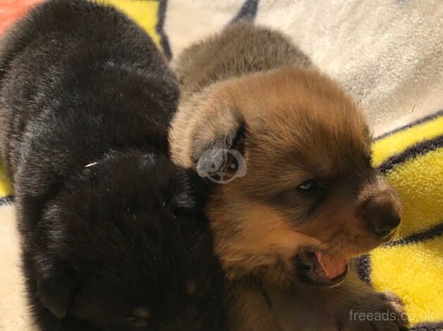 german shepherds puppies for sale in Kent - Image 5