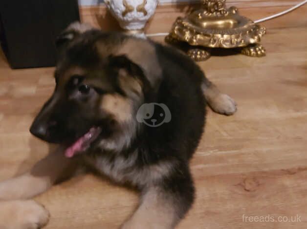 German shepherds puppy for sale in Strabane, Strabane