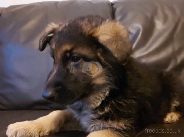 German shepherds puppy for sale in Strabane, Strabane - Image 3