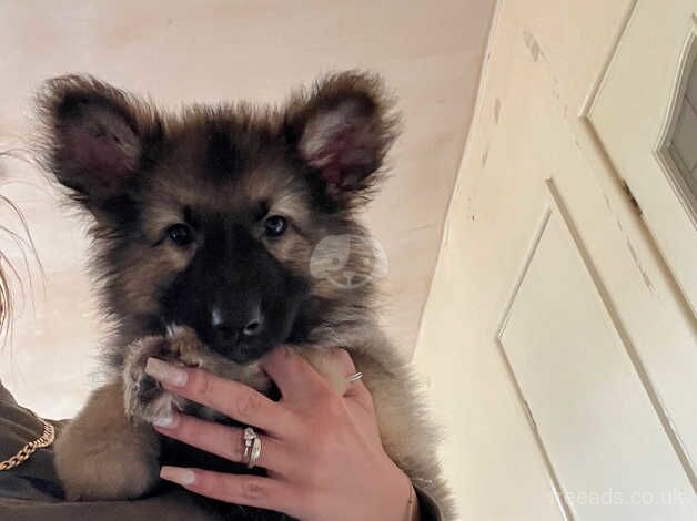 German Shepherd Puppies for sale in Gloucestershire