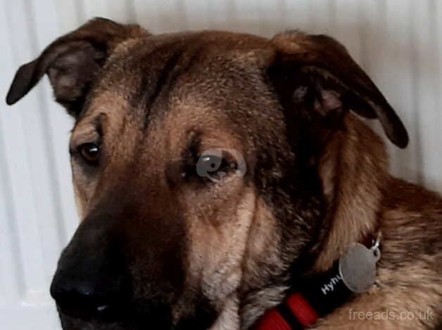 German Shepherds&Belgium Sheepdog cross boy for sale in Nottingham, Nottinghamshire - Image 1