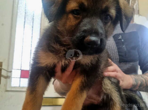 German shephers 1 boy 1 girl left for sale in Hull, East Riding of Yorkshire