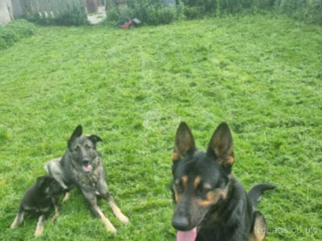 German shephers 1 boy 1 girl left for sale in Hull, East Riding of Yorkshire - Image 3