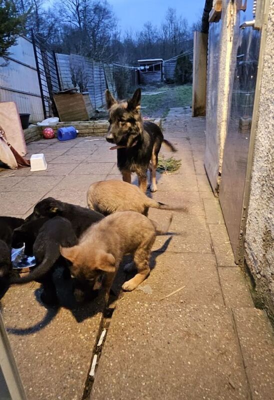 German Shepperd X Belgian Malinois for sale in Ilford, Greater London