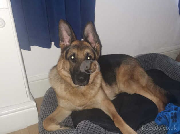 Germanshepherd Dog for sale in Bolton, Greater Manchester