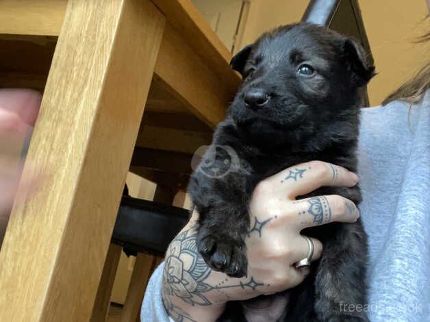 GIANT KC GERMAN SHEPHERD PUPPIES for sale in Telford, Shropshire - Image 3