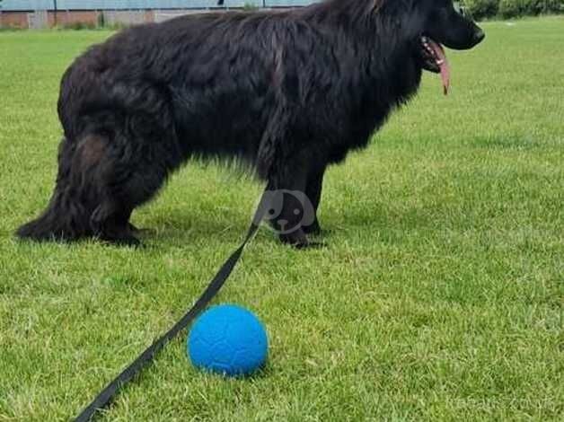 Girl German Shepherd for sale in South Shields, Tyne and Wear - Image 1