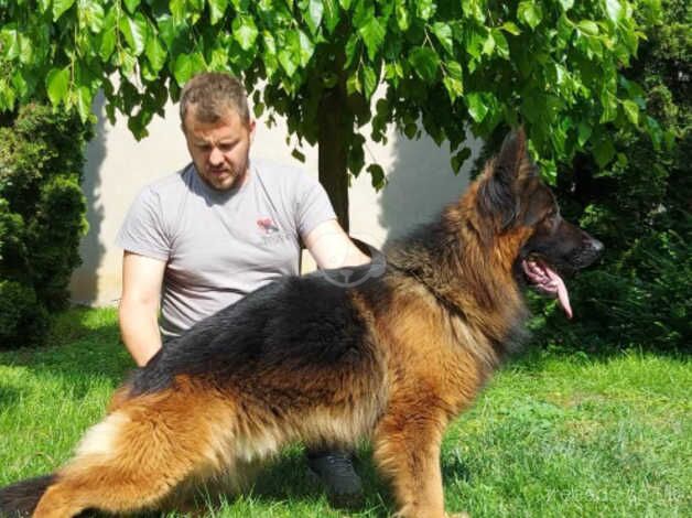 German Shepherds for sale in South Shields, Tyne and Wear